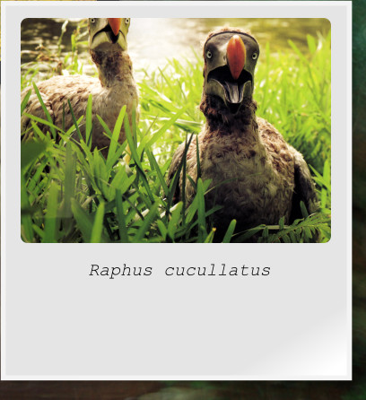 Raphus cucullatus