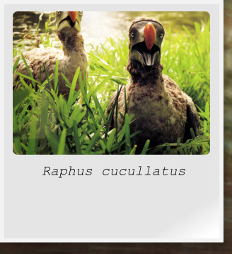 Raphus cucullatus