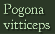 Pogona vitticeps