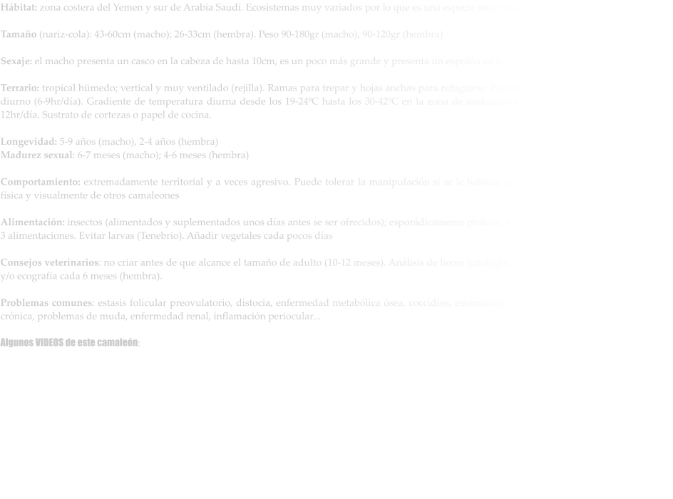 Hábitat: zona costera del Yemen y sur de Arabia Saudí. Ecosistemas muy variados por lo que es una especie muy resistente en terrarios  Tamaño (nariz-cola): 43-60cm (macho); 26-33cm (hembra). Peso 90-180gr (macho), 90-120gr (hembra)  Sexaje: el macho presenta un casco en la cabeza de hasta 10cm, es un poco más grande y presenta un espolón en los tarsos  Terrario: tropical hümedo; vertical y muy ventilado (rejilla). Ramas para trepar y hojas anchas para refugiarse. Pulverizar a diario. Foco de asoleamiento diurno (6-9hr/día). Gradiente de temperatura diurna desde los 19-24ºC hasta los 30-42ºC en la zona de asoleamiento. Foco UVB para “desérticos” 10-12hr/día. Sustrato de cortezas o papel de cocina.  Longevidad: 5-9 años (macho), 2-4 años (hembra) Madurez sexual: 6-7 meses (macho); 4-6 meses (hembra)  Comportamiento: extremadamente territorial y a veces agresivo. Puede tolerar la manipulación si se le habitúa desde muy joven. Mantener separado física y visualmente de otros camaleones  Alimentación: insectos (alimentados y suplementados unos días antes se ser ofrecidos); esporádicamente pinkies. Añadir suplemento vitamínico cada 2-3 alimentaciones. Evitar larvas (Tenebrio). Añadir vegetales cada pocos días  Consejos veterinarios: no criar antes de que alcance el tamaño de adulto (10-12 meses). Análisis de heces (citología, parásitos) cada 6 meses. Radiografía y/o ecografía cada 6 meses (hembra).  Problemas comunes: estasis folicular preovulatorio, distocia, enfermedad metabólica ósea, coccidios, estomatitis, lesiones en la lengua, deshidratación crónica, problemas de muda, enfermedad renal, inflamación periocular...  Algunos VIDEOS de este camaleón: