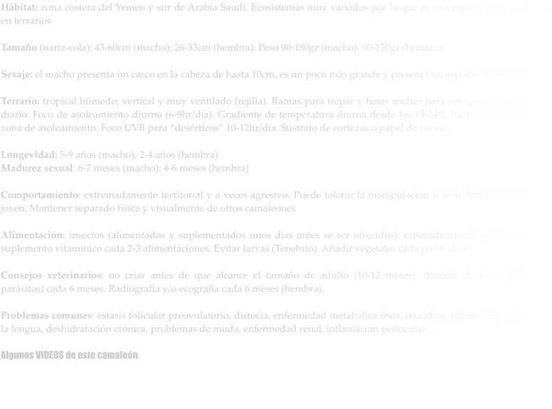 Hábitat: zona costera del Yemen y sur de Arabia Saudí. Ecosistemas muy variados por lo que es una especie muy resistente en terrarios  Tamaño (nariz-cola): 43-60cm (macho); 26-33cm (hembra). Peso 90-180gr (macho), 90-120gr (hembra)  Sexaje: el macho presenta un casco en la cabeza de hasta 10cm, es un poco más grande y presenta un espolón en los tarsos  Terrario: tropical hümedo; vertical y muy ventilado (rejilla). Ramas para trepar y hojas anchas para refugiarse. Pulverizar a diario. Foco de asoleamiento diurno (6-9hr/día). Gradiente de temperatura diurna desde los 19-24ºC hasta los 30-42ºC en la zona de asoleamiento. Foco UVB para “desérticos” 10-12hr/día. Sustrato de cortezas o papel de cocina.  Longevidad: 5-9 años (macho), 2-4 años (hembra) Madurez sexual: 6-7 meses (macho); 4-6 meses (hembra)  Comportamiento: extremadamente territorial y a veces agresivo. Puede tolerar la manipulación si se le habitúa desde muy joven. Mantener separado física y visualmente de otros camaleones  Alimentación: insectos (alimentados y suplementados unos días antes se ser ofrecidos); esporádicamente pinkies. Añadir suplemento vitamínico cada 2-3 alimentaciones. Evitar larvas (Tenebrio). Añadir vegetales cada pocos días  Consejos veterinarios: no criar antes de que alcance el tamaño de adulto (10-12 meses). Análisis de heces (citología, parásitos) cada 6 meses. Radiografía y/o ecografía cada 6 meses (hembra).  Problemas comunes: estasis folicular preovulatorio, distocia, enfermedad metabólica ósea, coccidios, estomatitis, lesiones en la lengua, deshidratación crónica, problemas de muda, enfermedad renal, inflamación periocular...  Algunos VIDEOS de este camaleón: