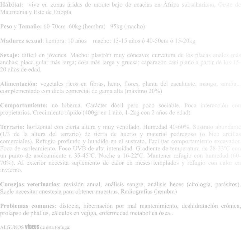 Hábitat:  vive en zonas áridas de monte bajo de acacias en África subsahariana, Oeste de Mauritania y Este de Etiopía.  Peso y Tamaño: 60-70cm  60kg (hembra)   95kg (macho)  Madurez sexual: hembra: 10 años    macho: 13-15 años ó 40-50cm ó 15-20kg  Sexaje: difícil en jóvenes. Macho: plastrón muy cóncavo; curvatura de las placas anales más anchas; placa gular más larga; cola más larga y gruesa; caparazón casi plano a partir de los 15-20 años de edad.  Alimentación: vegetales ricos en fibras, heno, flores, planta del cacahuete, mango, sandía... complementado con dieta comercial de gama alta (máximo 20%)  Comportamiento: no hiberna. Carácter dócil pero poco sociable. Poca interacción con propietarios. Crecimiento rápido (400gr en 1 año, 1-2kg con 2 años de edad)  Terrario: horizontal con cierta altura y muy ventilado. Humedad 40-60%. Sustrato abundante (1/3 de la altura del terrario) de tierra de huerto y material pedregoso (o bien arcillas comerciales). Refugio profundo y hundido en el sustrato. Facilitar comportamiento excavador. Foco de asoleamiento. Foco UVB de alta intensidad. Gradiente de temperatura de 28-33ºC con un punto de asoleamiento a 35-45ºC. Noche a 16-22ºC. Mantener refugio con humedad (60-70%). Al exterior necesita suplemento de calor en meses templados y refugio con calor en invierno.  Consejos veterinarios: revisión anual, análisis sangre, análisis heces (citología, parásitos). Suele necesitar anestesia para obtener muestras. Radiografías (hembra)  Problemas comunes: distocia, hibernación por mal mantenimiento, deshidratación crónica, prolapso de phallus, cálculos en vejiga, enfermedad metabólica ósea..  ALGUNOS VÍDEOS de esta tortuga: