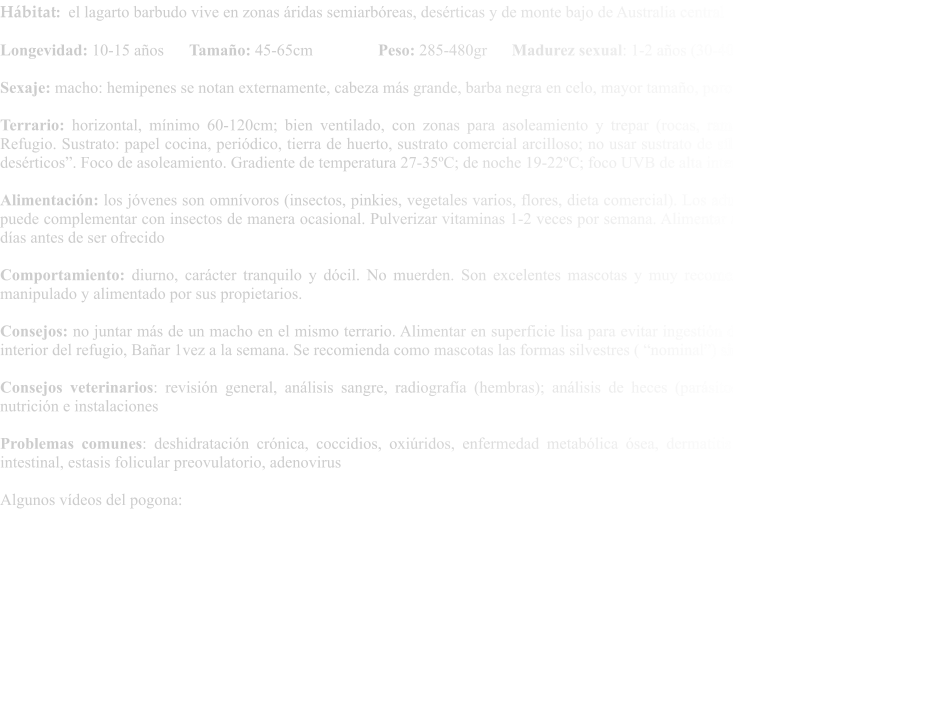 Hábitat:  el lagarto barbudo vive en zonas áridas semiarbóreas, desérticas y de monte bajo de Australia central  Longevidad: 10-15 años	Tamaño: 45-65cm		Peso: 285-480gr	     Madurez sexual: 1-2 años (30-40cm)  Sexaje: macho: hemipenes se notan externamente, cabeza más grande, barba negra en celo, mayor tamaño, poros femorales más prominentes  Terrario: horizontal, mínimo 60-120cm; bien ventilado, con zonas para asoleamiento y trepar (rocas, ramas bajas, hamacas de hurón...). Refugio. Sustrato: papel cocina, periódico, tierra de huerto, sustrato comercial arcilloso; no usar sustrato de sílice o carbonatos “para animales desérticos”. Foco de asoleamiento. Gradiente de temperatura 27-35ºC; de noche 19-22ºC; foco UVB de alta intensidad  Alimentación: los jóvenes son omnívoros (insectos, pinkies, vegetales varios, flores, dieta comercial). Los adultos son vegetarianos aunque se puede complementar con insectos de manera ocasional. Pulverizar vitaminas 1-2 veces por semana. Alimentar adecuadamente al insecto varios días antes de ser ofrecido  Comportamiento: diurno, carácter tranquilo y dócil. No muerden. Son excelentes mascotas y muy recomendado para niños. Le gusta ser manipulado y alimentado por sus propietarios.  Consejos: no juntar más de un macho en el mismo terrario. Alimentar en superficie lisa para evitar ingestión de sustrato. Mantener húmedo el interior del refugio, Bañar 1vez a la semana. Se recomienda como mascotas las formas silvestres ( “nominal”) sin mutaciones de color.  Consejos veterinarios: revisión general, análisis sangre, radiografía (hembras); análisis de heces (parásitos, citología). Asesoramiento en nutrición e instalaciones  Problemas comunes: deshidratación crónica, coccidios, oxiúridos, enfermedad metabólica ósea, dermatitis fúngica (CANV), impactación intestinal, estasis folicular preovulatorio, adenovirus  Algunos vídeos del pogona: