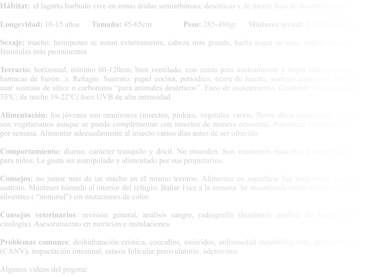 Hábitat:  el lagarto barbudo vive en zonas áridas semiarbóreas, desérticas y de monte bajo de Australia central  Longevidad: 10-15 años	Tamaño: 45-65cm		Peso: 285-480gr	     Madurez sexual: 1-2 años (30-40cm)  Sexaje: macho: hemipenes se notan externamente, cabeza más grande, barba negra en celo, mayor tamaño, poros femorales más prominentes  Terrario: horizontal, mínimo 60-120cm; bien ventilado, con zonas para asoleamiento y trepar (rocas, ramas bajas, hamacas de hurón...). Refugio. Sustrato: papel cocina, periódico, tierra de huerto, sustrato comercial arcilloso; no usar sustrato de sílice o carbonatos “para animales desérticos”. Foco de asoleamiento. Gradiente de temperatura 27-35ºC; de noche 19-22ºC; foco UVB de alta intensidad  Alimentación: los jóvenes son omnívoros (insectos, pinkies, vegetales varios, flores, dieta comercial). Los adultos son vegetarianos aunque se puede complementar con insectos de manera ocasional. Pulverizar vitaminas 1-2 veces por semana. Alimentar adecuadamente al insecto varios días antes de ser ofrecido  Comportamiento: diurno, carácter tranquilo y dócil. No muerden. Son excelentes mascotas y muy recomendado para niños. Le gusta ser manipulado y alimentado por sus propietarios.  Consejos: no juntar más de un macho en el mismo terrario. Alimentar en superficie lisa para evitar ingestión de sustrato. Mantener húmedo el interior del refugio, Bañar 1vez a la semana. Se recomienda como mascotas las formas silvestres ( “nominal”) sin mutaciones de color.  Consejos veterinarios: revisión general, análisis sangre, radiografía (hembras); análisis de heces (parásitos, citología). Asesoramiento en nutrición e instalaciones  Problemas comunes: deshidratación crónica, coccidios, oxiúridos, enfermedad metabólica ósea, dermatitis fúngica (CANV), impactación intestinal, estasis folicular preovulatorio, adenovirus  Algunos vídeos del pogona: