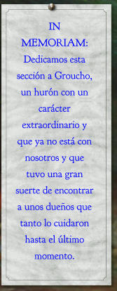 IN MEMORIAM: Dedicamos esta sección a Groucho, un hurón con un carácter extraordinario y que ya no está con nosotros y que tuvo una gran suerte de encontrar a unos dueños que tanto lo cuidaron hasta el último momento.